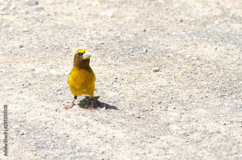 Oiseau jaune