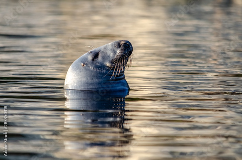 Phoque qui fait la sieste