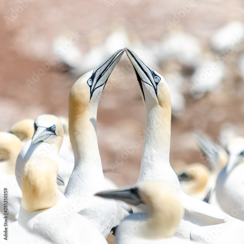 Couple de fous de bassans