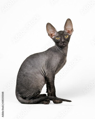 Cornish rex kitten sitting 3