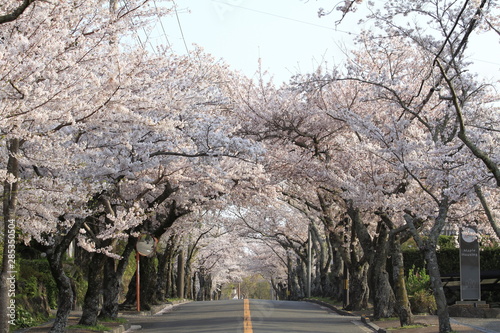 伊豆高原桜並木