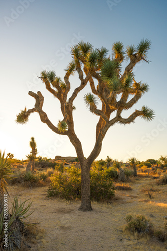 Fotografía Joshua Tree National Park, Mojave Desert, California