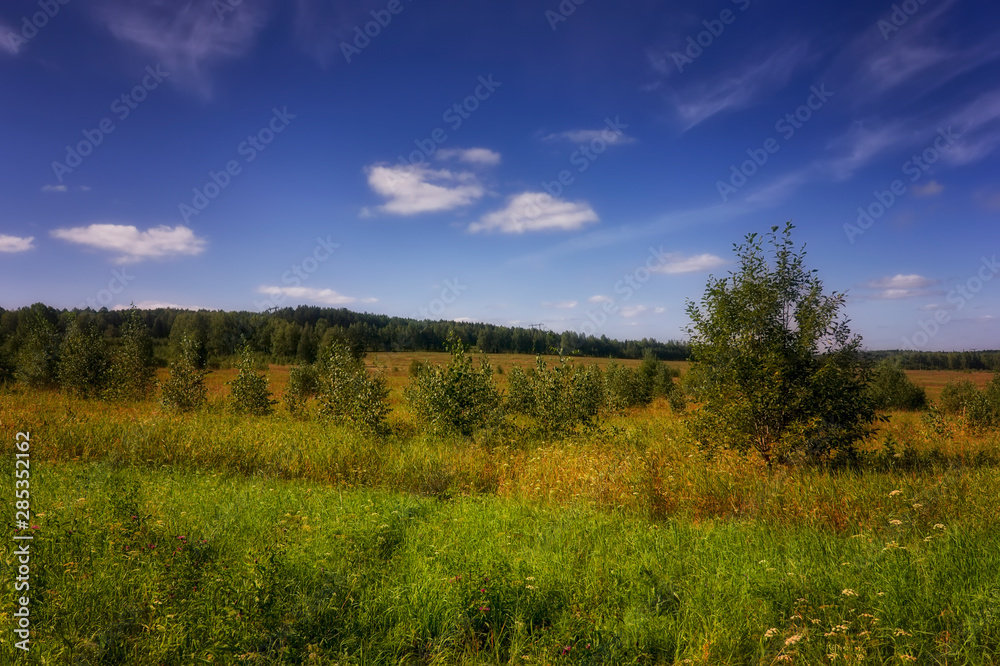 Summer meadow landscape with grass and wild flowers on the background of a forest.