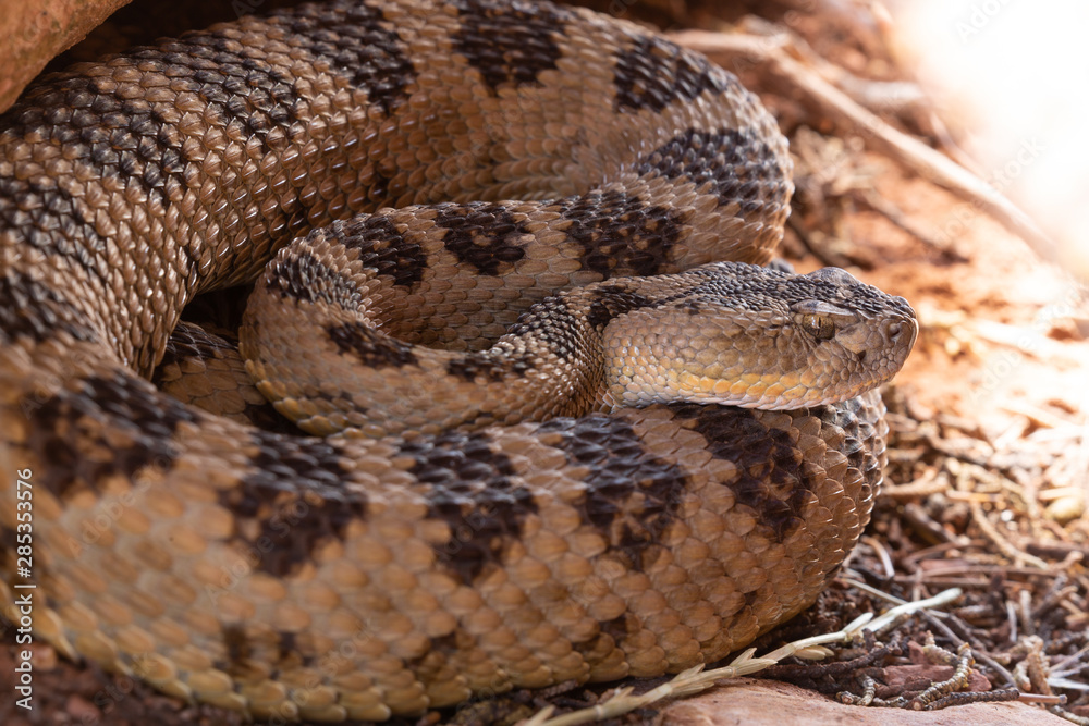 A western diamondback rattlesnake is curled up in the shade under a rock. A western diamondback rattlesnake is curled up in the shade under a rock.