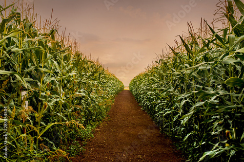Rows of fresh corn plants on a field with beautiful warm sunset light and vib...