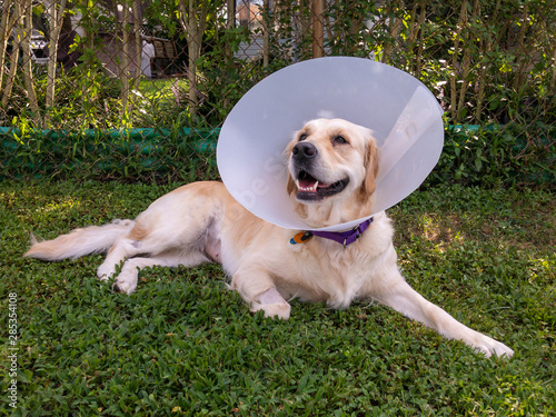 Golden Retriever with Medical Cone