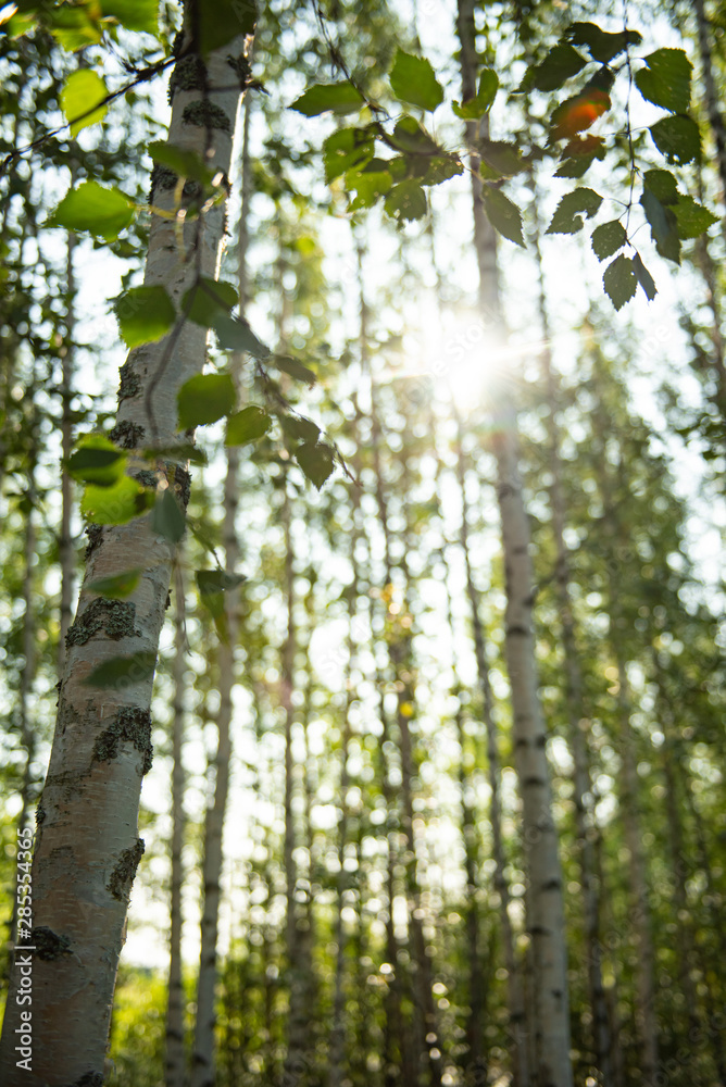 Fototapeta premium Sommer im Birkenwald in Finnland