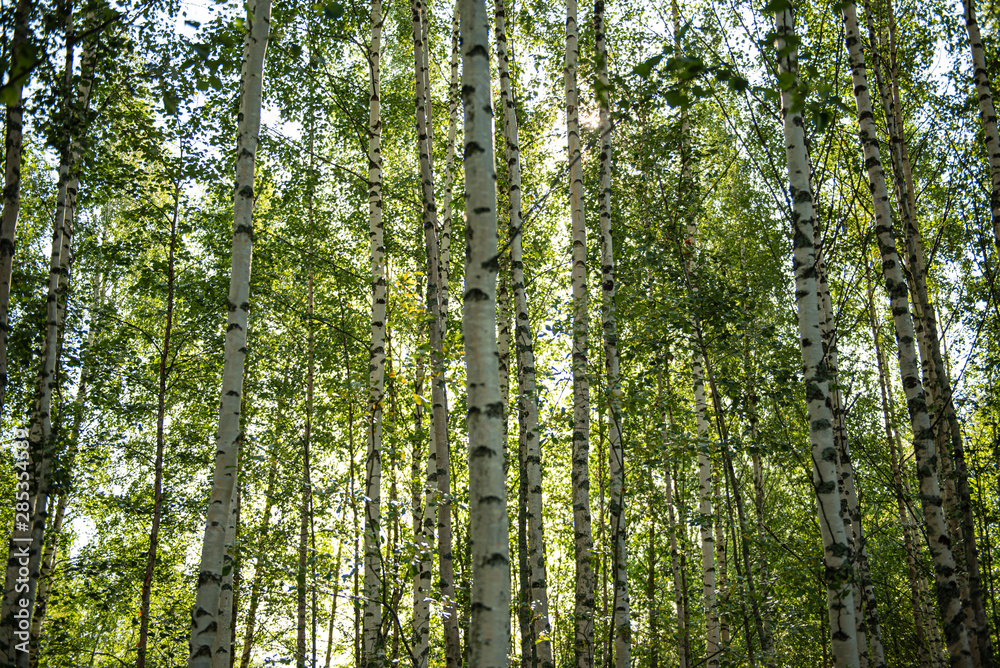 Obraz premium Birkenwald in Finnland | Panorama