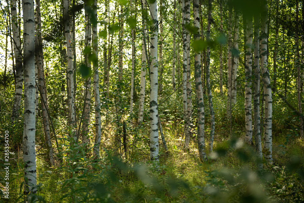 Birkenwald in Finnland | Panorama