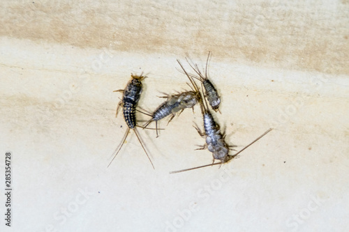 Thermobia domestica. Pest books and newspapers. Lepismatidae Insect feeding on paper - silverfish