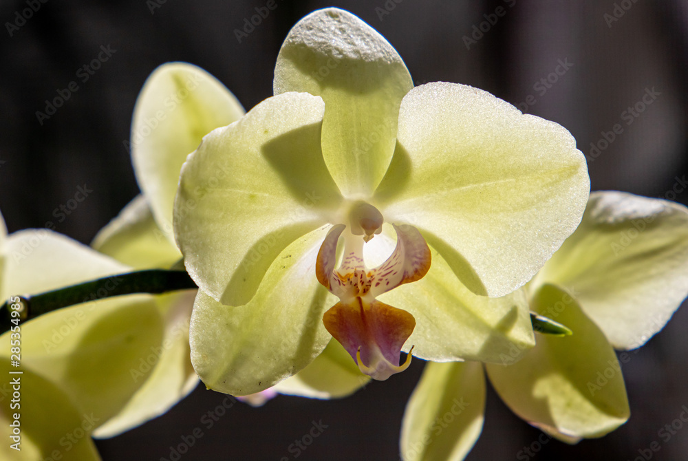 Yellow Phalaenopsis with black background Yellow Phalaenopsis with black background