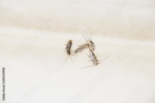 Thermobia domestica. Pest books and newspapers. Lepismatidae Insect feeding on paper - silverfish photo