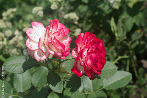 pink rose in the garden