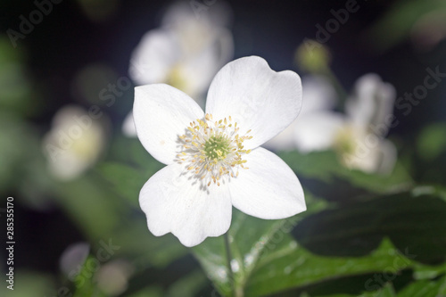 white flower
