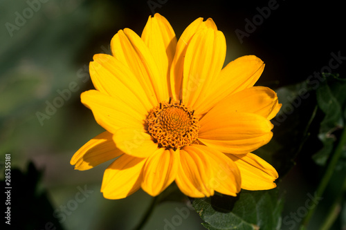 yellow flower