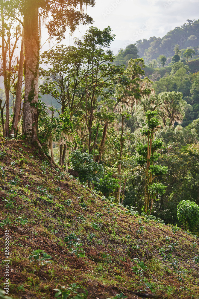 Baby coffee plants grow on hill Baby coffee plants grow on hill