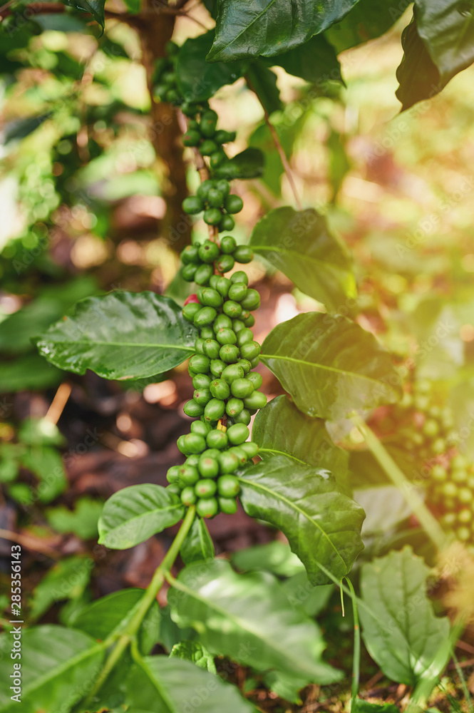 Green coffee tree branch Green coffee tree branch
