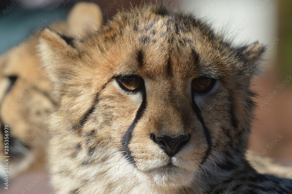 Portrait of a cute Cheetah (Acinonyx jubatus) with spots in a game reserve in Africa Portrait of a cute Cheetah (Acinonyx jubatus) with spots in a game reserve in Africa