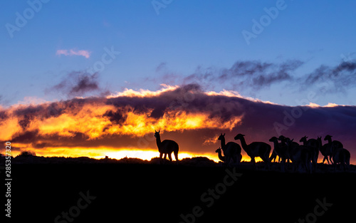 silhouette of animals in sunset