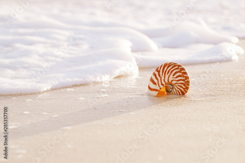 nautilus sea shell in sea wave Fototapet