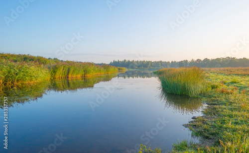 Reed along the edge of a foggy lake below a blue sky at sunrise in summer