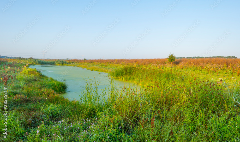 Obraz premium Reed along the edge of a foggy lake below a blue sky at sunrise in summer