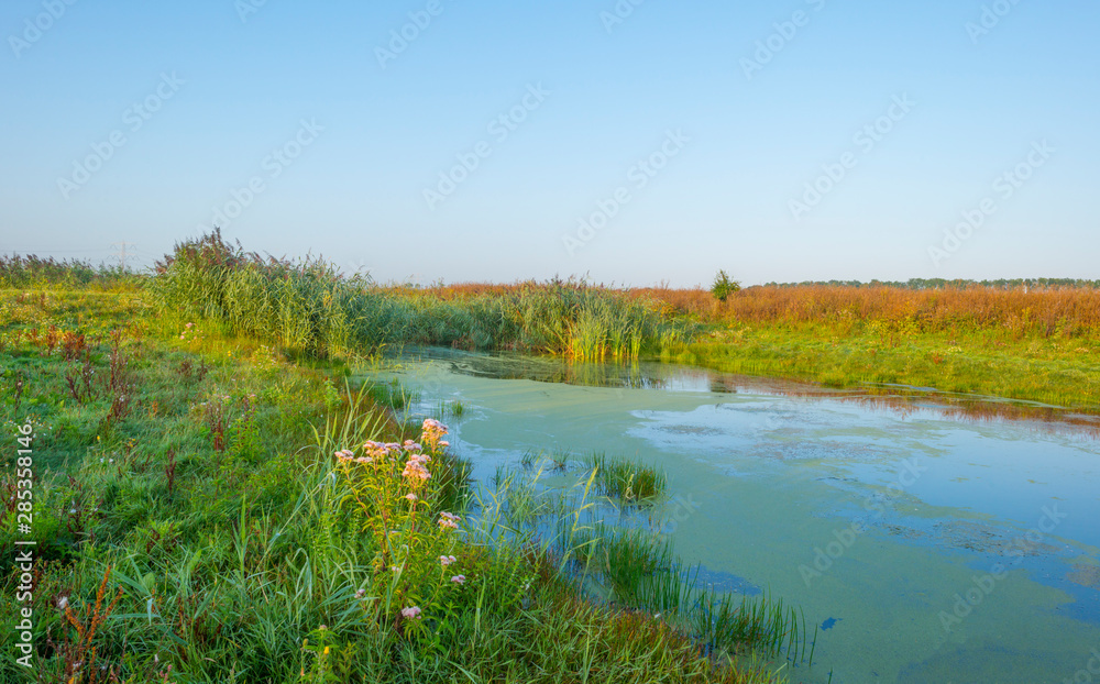 Reed along the edge of a foggy lake below a blue sky at sunrise in summer