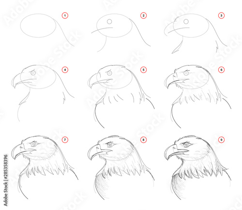How to draw step-wise sketch of imaginary cute eagles head. Creation step by step pencil drawing. Educational page. School textbook for developing artistic skills. Hand-drawn vector image.