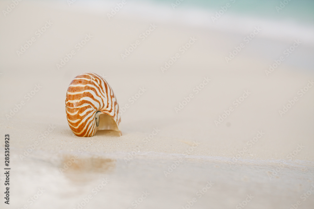 nice and shine sea shell on beach with perfect seascape nice and shine sea shell on beach with perfect seascape