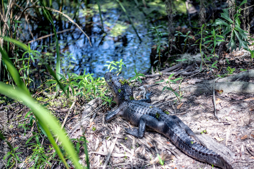 Naklejka premium alligator on bayou