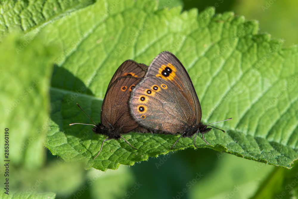 Fototapeta premium butterfly on leaf