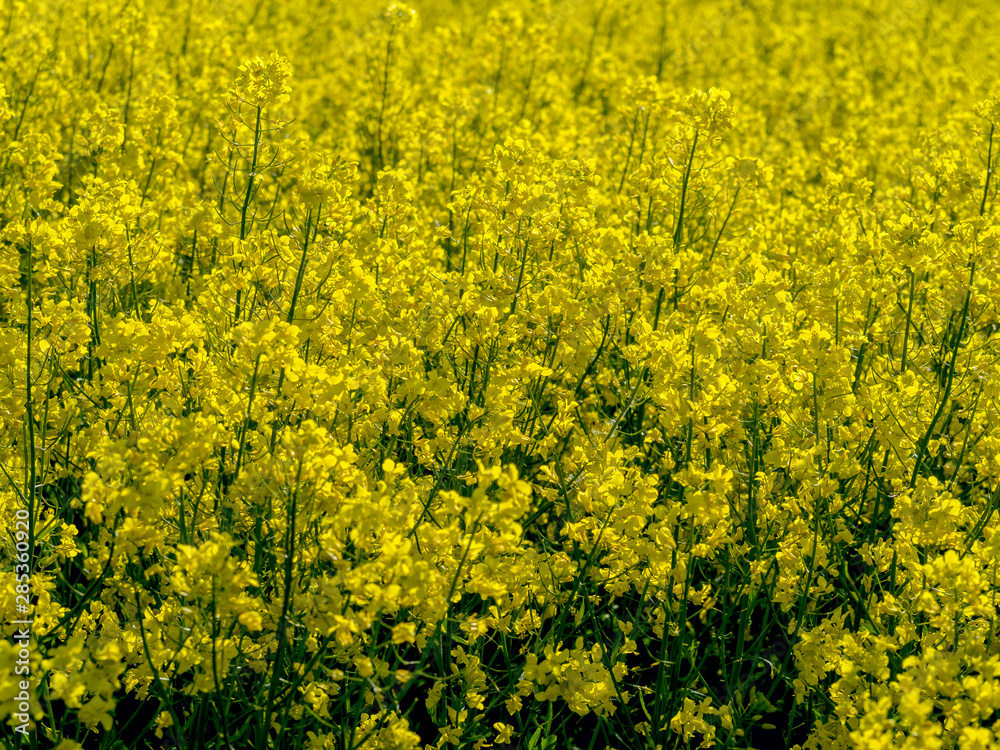 yellow rape field 