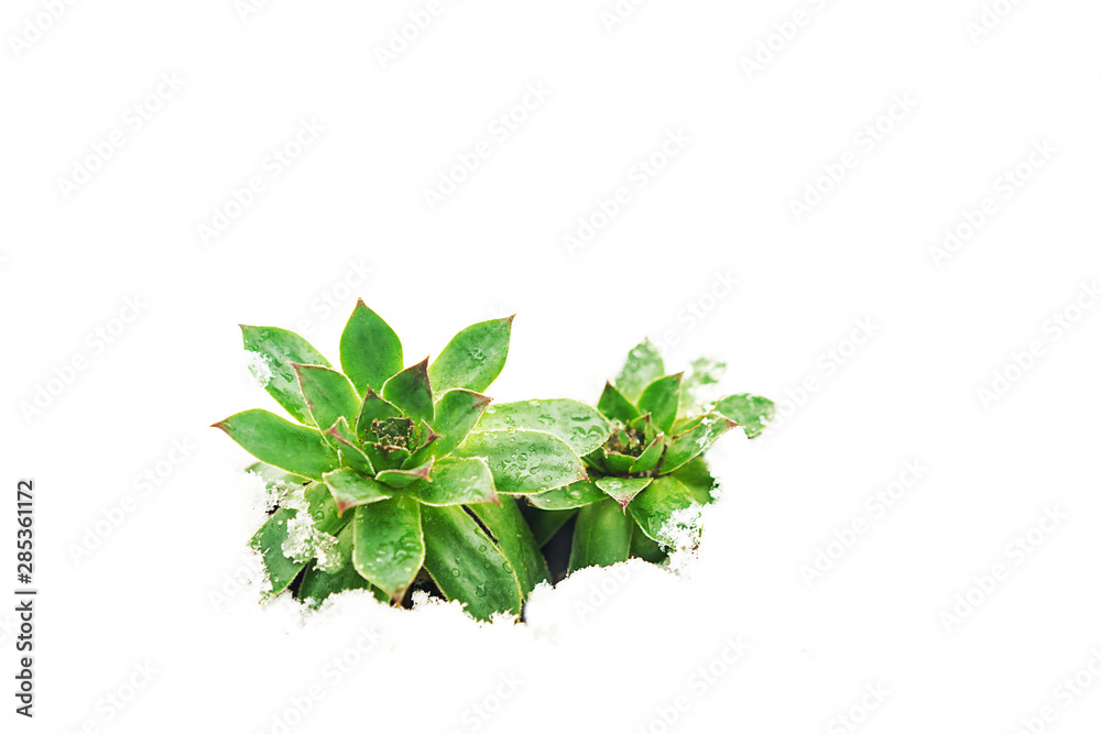 Winter concept with flower beautiful green succulent and falling snowflakes on white snow background. Winter concept with flower beautiful green succulent and falling snowflakes on white snow background.