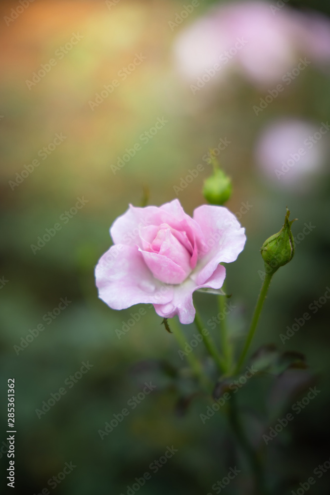 Roses in the garden