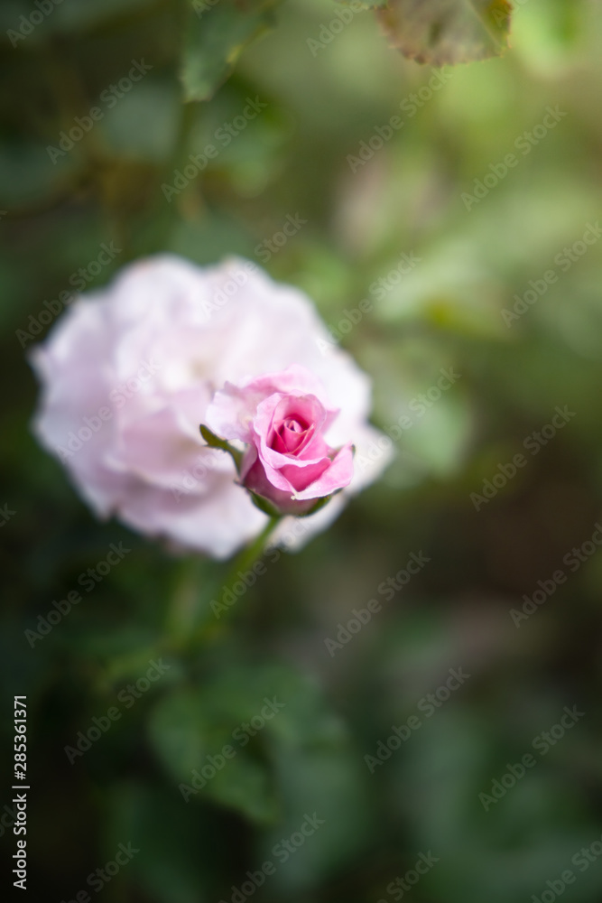 Roses in the garden