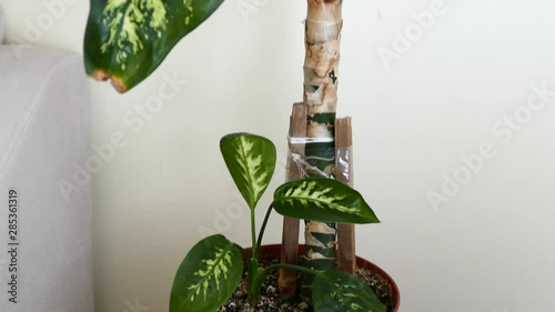 difenbahya flower seedlings in pots photo