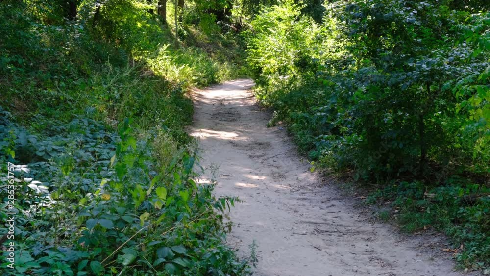 Path in the forest with deciduous trees on a summer sunny day, shot in high resolution 4k Path in the forest with deciduous trees on a summer sunny day, shot in high resolution 4k