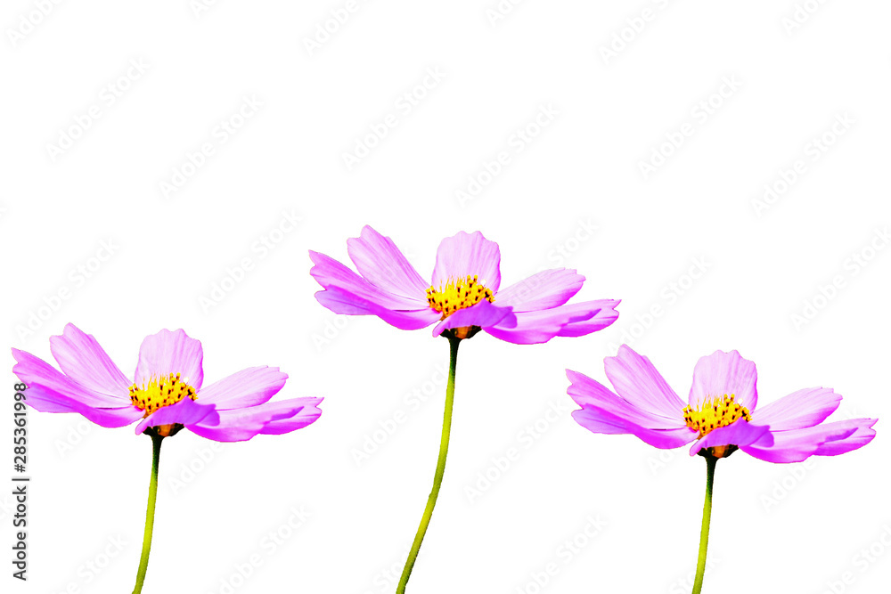 pink flowers isolated on white background