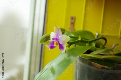 Beautiful rare orchid in pot on blurred background photo