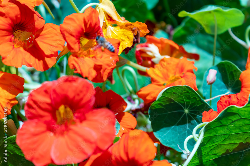 Naklejka premium Bees gathering nectar from poppy flower