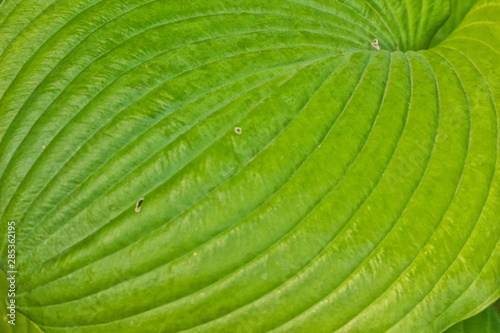 Sum and Substance Hosta Leaf