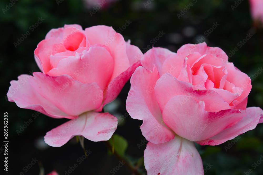 Two pink roses in bloom sit in the center of the frame bathed in soft light