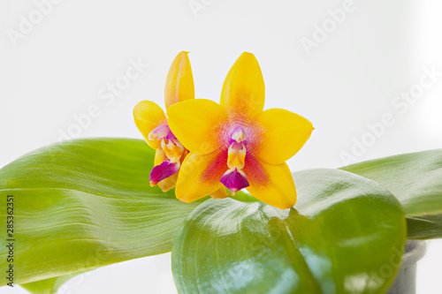 Beautiful rare orchid in pot on White background photo