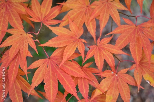 Upclose on leaves on a Japanese Maple in the fall