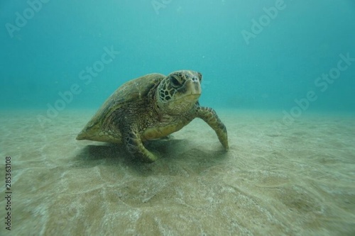 sea turtle © daniel