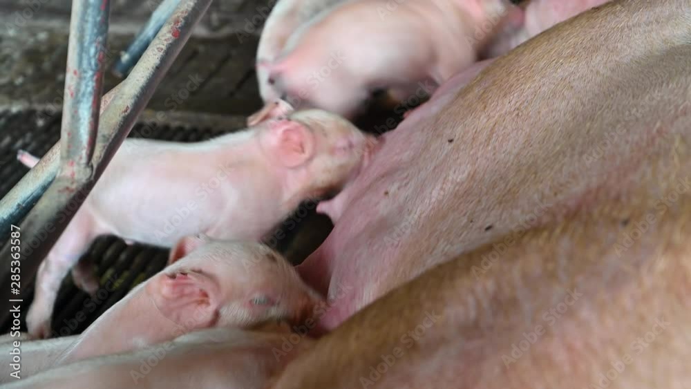 Close up shot of Piglets Suckling Mother Sow Close up shot of Piglets Suckling Mother Sow