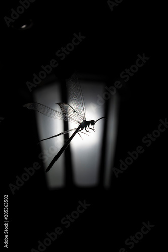 A dragonfly and the light in dark