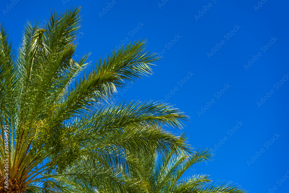 Palm Tree Leaves with Blue Sky Palm Tree Leaves with Blue Sky