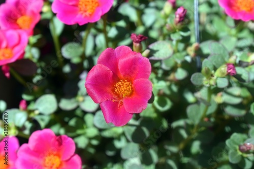 Pink flowers in the garden