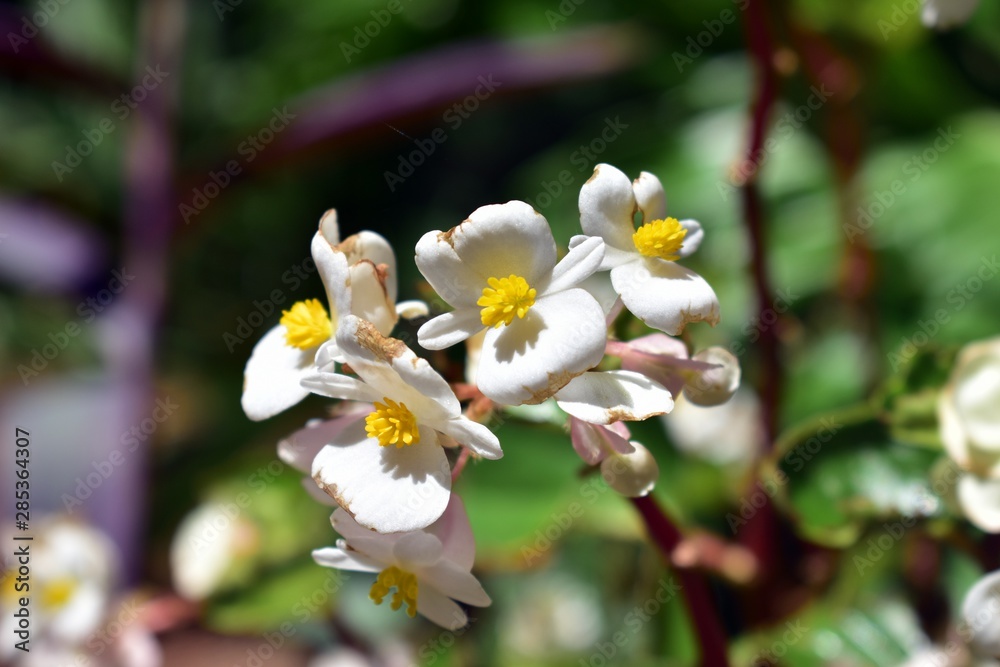 Fototapeta premium While flowers growing the in the garden